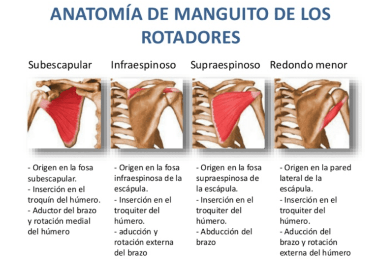 Qu Es El Manguito De Rotadores Fisioterapia Granada